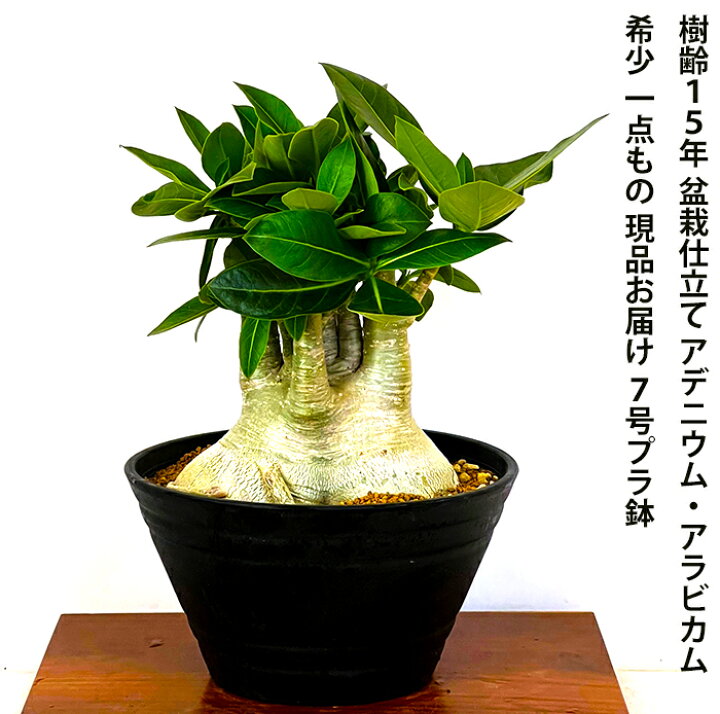 楽天市場】多肉植物 コーデックス 一点もの 現品 樹齢15年 塊根植物 
