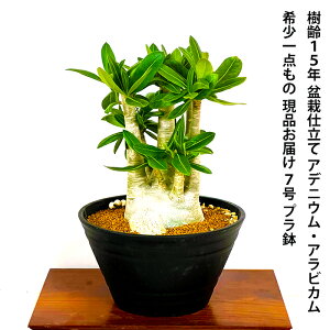 多肉植物 バラ 観葉植物の人気商品 通販 価格比較 価格 Com