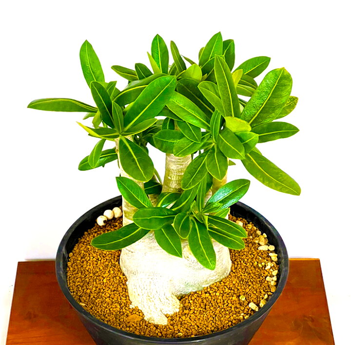 信頼 アデニュウム アラビカム 現品 塊根植物 コーデックス 多肉植物 Academydosaber Com