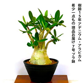 楽天市場 癒しの植物 花心盆栽 楽天市場店