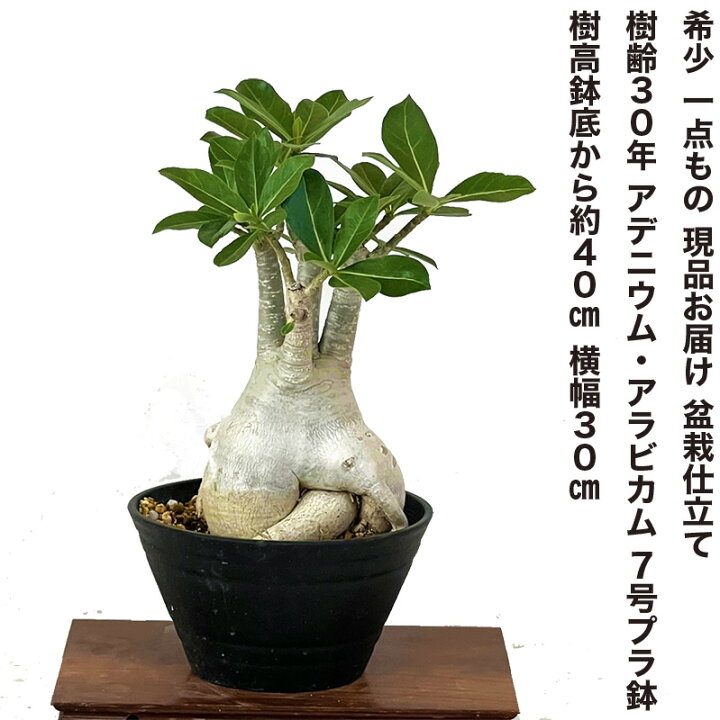 楽天市場】アデニウムアラビカム 多肉植物 コーデックス 一点もの 現品 