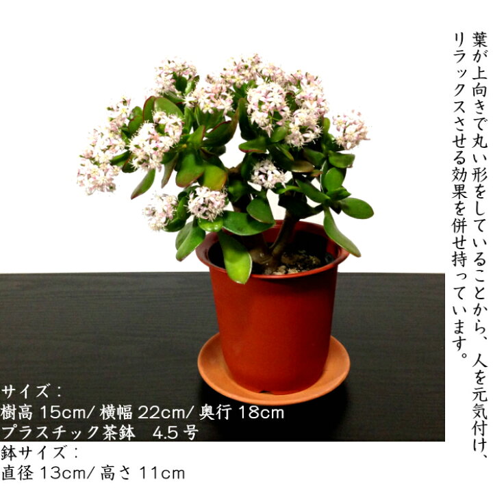 楽天市場 金のなる木 選べる鉢2種 多肉植物 サボテン 桜花月 人気 ミニ観葉 盆栽 ミニ ミニ観葉 金運 植物 誕生日 プレゼント 癒し 風水 植物 引っ越し お祝い 送料無料 多肉植物 サボテン 塩インテリア 盆栽 ギフト 観葉植物 癒し 花心盆栽 楽天市場店
