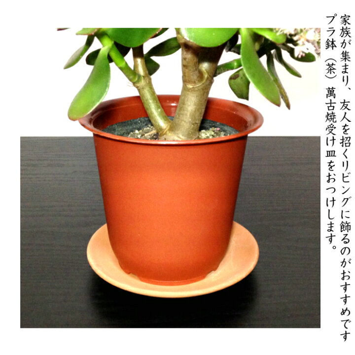 楽天市場 金のなる木 選べる鉢2種 多肉植物 サボテン 桜花月 人気 ミニ観葉 盆栽 ミニ ミニ観葉 金運 植物 誕生日 プレゼント 癒し 風水 植物 引っ越し お祝い 送料無料 多肉植物 サボテン 塩インテリア 盆栽 ギフト 観葉植物 癒し 花心盆栽 楽天市場店