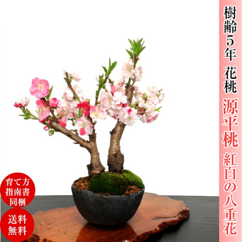 楽天市場 源平桃 即日出荷 盆栽 花桃 特上 紅白咲き分け 樹齢5年 桜 唯一無二の太幹 盆栽 桜 花見 桜盆栽 フラワーギフト プレゼント 誕生日 還暦 喜寿 インテリア あす楽 送料無料 花心盆栽 楽天市場店