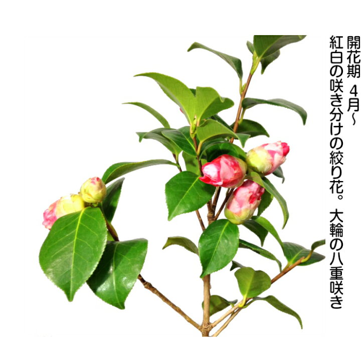 楽天市場】椿 盆栽 つばき 3月上旬開花 即日出荷 岩根絞り 紅白咲き 