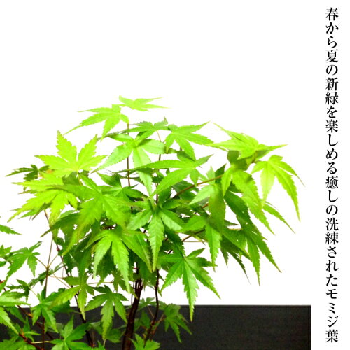 盆栽もみじ☆楽天1位☆もみじ樹林盆景山もみじ盆栽寄せ植えWプレゼント特典【盆栽盆栽ミニ盆栽ミニ部屋に飾る盆栽和インテリア植物もみじモダン盆栽盆栽ギフト】