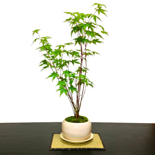 盆栽師仕立て「清涼感溢れる」山もみじ盆栽寄せ植え【紅葉盆栽】【もみじ盆栽】