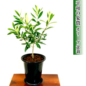オリーブ 盆栽 即日配送可 家庭菜園 ブランド盆栽【出産祝い ミニ盆栽】【盆栽 母の日 父の日 敬老の日 誕生日 還暦 フラワーギフト プレゼント 観葉植物 送料無料】