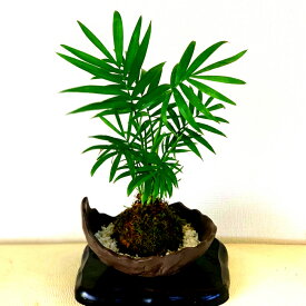楽天市場 テーブルヤシ 盆栽 花 観葉植物 花 ガーデン Diyの通販