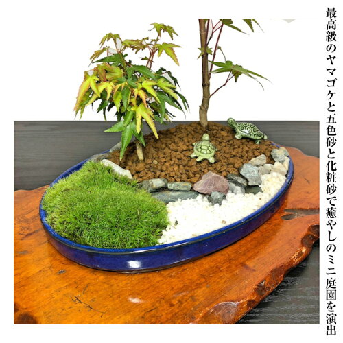 楽天市場 もみじ 盆栽 即日出荷 もみじミニ庭園 もみじ寄せ植え盆栽盆栽 もみじ 誕生日 プレゼント 癒し 観葉植物 紅葉 送料無料 あす楽 フラワーインテリア フラワーギフト 日本庭園 箱庭 ガーデニング 和庭 花心盆栽 楽天市場店