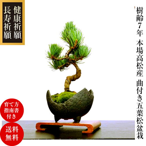 楽天市場 盆栽 松 五葉松 ギフト 無料 趣味 人気盆栽 松 室内 初心者 ギフト お祝い 癒し 盆栽 ミニ フラワープレゼント 風水植物 盆栽 インテリアグリーン 趣味 植物 盆栽 ギフト 花心盆栽 楽天市場店