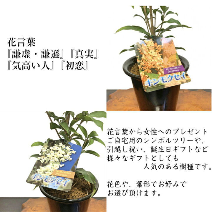 楽天市場 金木犀 銀木犀 鉢植え すぐに飾れる安定樹 高級手作り盆栽鉢 5号 盆栽 花 ギフト プレゼント シンボルツリー 誕生日 ギフト 観葉植物 還暦祝い 結婚記念日祝い 花心盆栽 楽天市場店