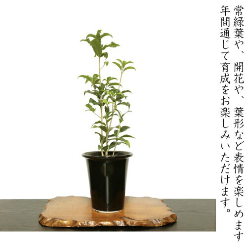 楽天市場 金木犀 銀木犀 盆栽 鉢植え すぐに飾れる安定苗 高級手作り盆栽鉢5号 盆栽 花 ギフト プレゼント シンボルツリー 誕生日 ギフト 観葉植物 還暦祝い 結婚記念日祝い 花心盆栽 楽天市場店