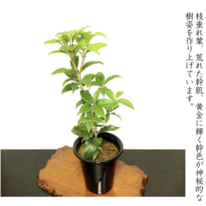 楽天市場 金木犀 銀木犀 鉢植え すぐに飾れる安定樹 高級手作り盆栽鉢 5号 盆栽 花 ギフト プレゼント シンボルツリー 誕生日 ギフト 観葉植物 還暦祝い 結婚記念日祝い 花心盆栽 楽天市場店