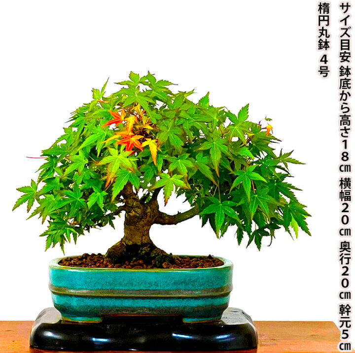 楽天市場】もみじ 盆栽 高級盆栽 山もみじ ミニ盆栽 現品お届け 一点 