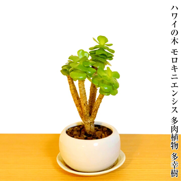楽天市場 多肉植物 ハワイの木 モロキニエンシス ミニ観葉 育て方指南書同梱 幸運招来 癒し与える多肉植物 ミニ盆栽 誕生日 プレゼント 癒し観葉植物 引っ越し お祝い 送料無料 多肉植物 サボテン 塩インテリア 花心盆栽 楽天市場店