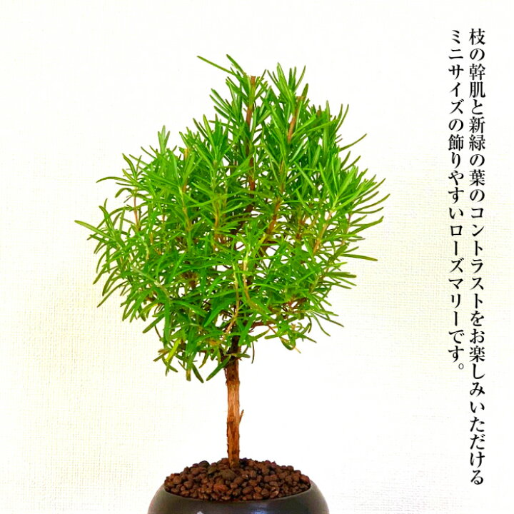 楽天市場 ローズマリー ミニ盆栽 アロマ ハーブ 即日出荷 盆栽 室内 初心者 ミニ観葉 送料無料 観葉食物 誕生日 ギフト あす楽 母 父 プレゼント 母の日 花心盆栽 楽天市場店