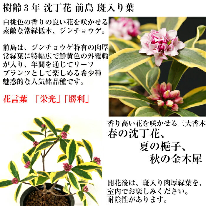 コンプリート 沈丁花 鉢植え 室内 コンプリート 沈丁花 鉢植え 室内