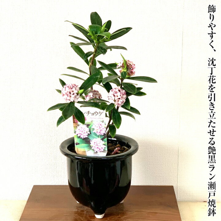 楽天市場 沈丁花 鉢植え 盆栽 人気 ギフト 即日出荷 樹齢5年 沈丁花 常緑緑葉 盆栽 母の日 父の日 沈丁花 盆栽 快気祝い 盆栽 ギフト フラワーギフト プレゼント 誕生日 還暦 喜寿 インテリア あす楽 送料無料 花心盆栽 楽天市場店