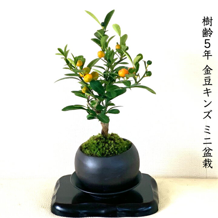 楽天市場 金豆 きんず キンズ ミニ盆栽 ギフト 癒し 植物 花が咲く 出産祝い盆栽 風水開運盆栽盆栽 ミニ 室内 初心者 引っ越し祝い 癒し 植物 父親 誕生日 プレゼント 盆栽 ギフト 令和 花心盆栽 楽天市場店 楽天市場 金豆 きんず キンズ ミニ盆栽 ギフト 癒し 植物 花が咲く 出産祝い盆栽 風水開運盆栽盆栽 ミニ 室内 初心者 引っ越し祝い 癒し 植物 父親 誕生日 プレゼント 盆栽 ギフト 令和 花心盆栽 楽天市場店