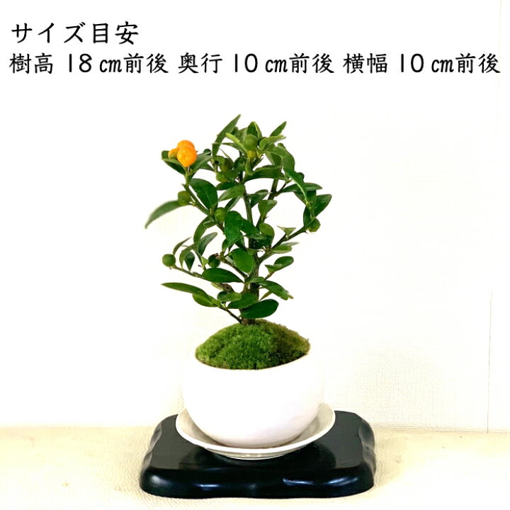 楽天市場 金豆 きんず キンズ ミニ盆栽 ギフト 癒し 植物 花が咲く 出産祝い盆栽 風水開運盆栽盆栽 ミニ 室内 初心者 引っ越し祝い 癒し 植物 父親 誕生日 プレゼント 盆栽 ギフト 令和 花心盆栽 楽天市場店 楽天市場 金豆 きんず キンズ ミニ盆栽 ギフト 癒し 植物 花が咲く 出産祝い盆栽 風水開運盆栽盆栽 ミニ 室内 初心者 引っ越し祝い 癒し 植物 父親 誕生日 プレゼント 盆栽 ギフト 令和 花心盆栽 楽天市場店