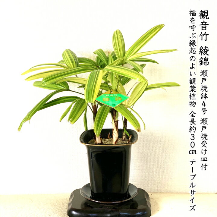 楽天市場 観音竹 お祝いギフト 縁起の良い 観葉植物 開運竹 育て方指南書同梱 引越し祝い 盆栽 盆栽ミニ 盆栽 竹 癒し お祝い 開運竹 和インテリア盆栽 還暦 開店祝い 周年お祝い 誕生日 プレゼント 盆栽ギフト 花心盆栽 楽天市場店