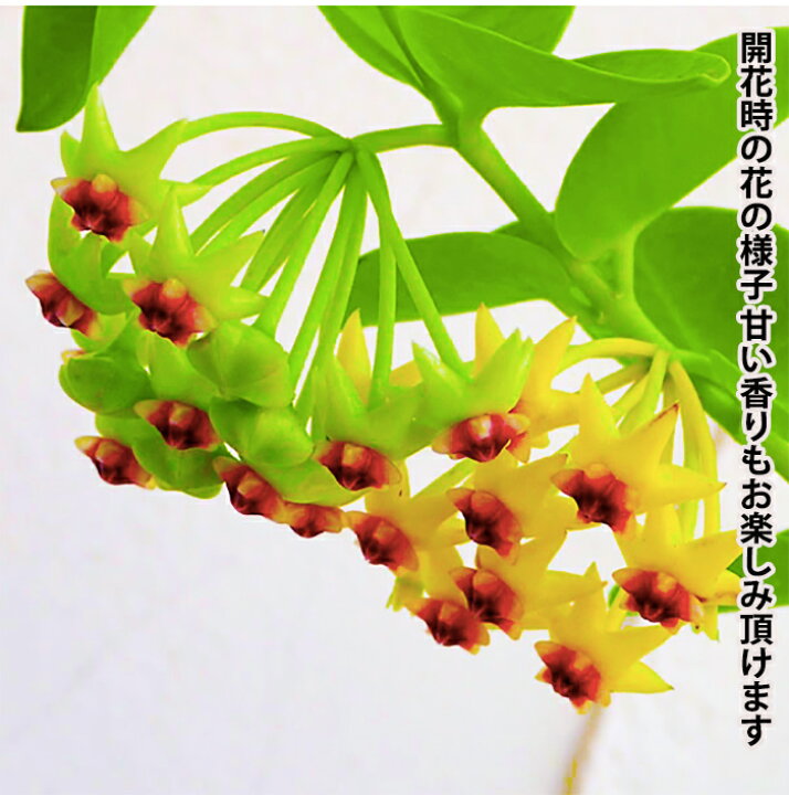 楽天市場 ホヤ クミンギアナ 即日出荷可 多肉 観葉植物 ミニ観葉 花が咲く植物 甘い香りの花おしゃれ観葉 室内 初心者 癒し 送料無料 お祝い プレゼント 敬老の日 ギフト つる性植物 つる性 ハンギング 吊るす 吊り下げ インテリア アート 花心盆栽 楽天市場店