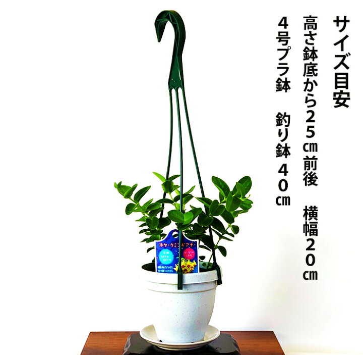 楽天市場 ホヤ クミンギアナ 即日出荷可 多肉 観葉植物 ミニ観葉 花が咲く植物 甘い香りの花おしゃれ観葉 室内 初心者 癒し 送料無料 お祝い プレゼント 敬老の日 ギフト つる性植物 つる性 ハンギング 吊るす 吊り下げ インテリア アート 花心盆栽 楽天市場店