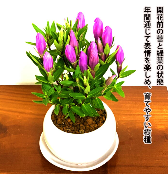 楽天市場 リンドウ ミニ盆栽 鉢植え 手乗りサイズ 竜胆 メルヘンアシロ盆栽 室内 贈り物 プレゼント りんどう 花 鉢植え 誕生日ギフト 秋の花 花心盆栽 楽天市場店