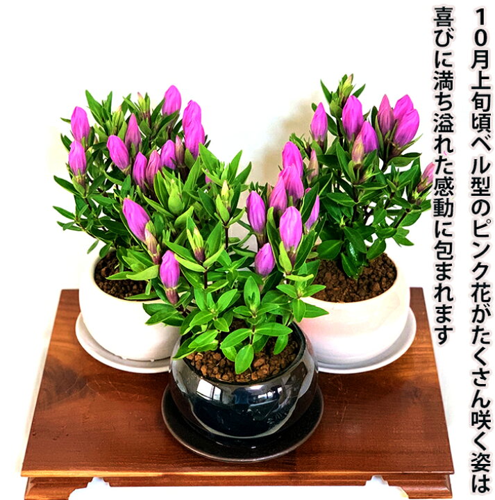 楽天市場 リンドウ ミニ盆栽 鉢植え 手乗りサイズ 竜胆 メルヘンアシロ盆栽 室内 贈り物 プレゼント りんどう 花 鉢植え 誕生日ギフト 秋の花 花心盆栽 楽天市場店
