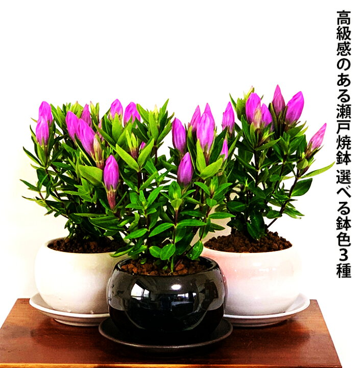 楽天市場 リンドウ ミニ盆栽 鉢植え 手乗りサイズ 竜胆 メルヘンアシロ盆栽 室内 贈り物 プレゼント りんどう 花 鉢植え 誕生日ギフト 秋の花 花心盆栽 楽天市場店