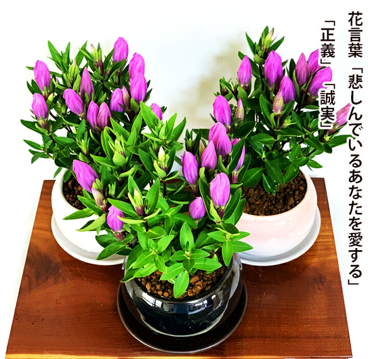 楽天市場 リンドウ ミニ盆栽 鉢植え 手乗りサイズ 竜胆 メルヘンアシロ盆栽 室内 贈り物 プレゼント りんどう 花 鉢植え 誕生日ギフト 秋の花 花心盆栽 楽天市場店