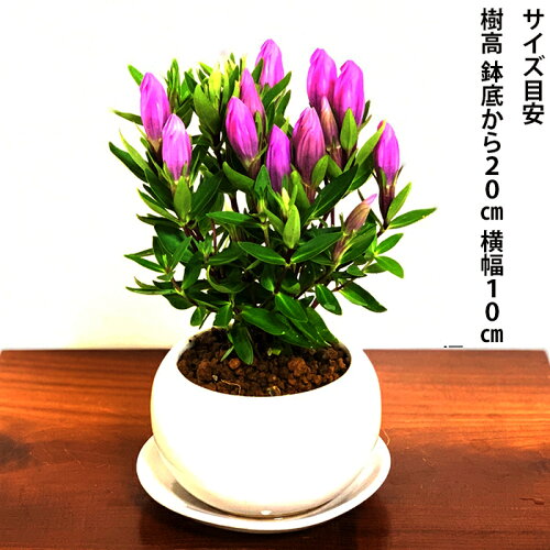 楽天市場 リンドウ ミニ盆栽 鉢植え 手乗りサイズ 竜胆 メルヘンアシロ盆栽 室内 贈り物 プレゼント りんどう 花 鉢植え 誕生日ギフト 秋の花 花心盆栽 楽天市場店