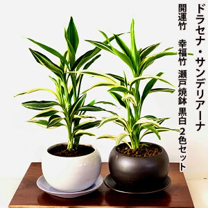 ドラセナ ミリオンバンブーの人気商品 通販 価格比較 価格 Com