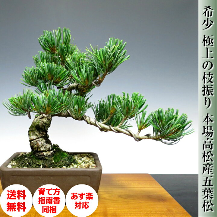楽天市場】盆栽 松 趣味 人気 誕生日 ギフト 楽天1位受賞 五葉松 樹齢 