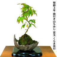 盆栽 もみじ 苔玉 楽天1位受賞 清涼美 山もみじ 苔玉 くらま皿当店一押し 大人気 絶景シリーズ盆栽師「匠…