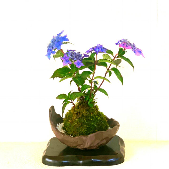 楽天市場 盆栽 あじさい 紫陽花 七変化苔玉 即日出荷 盆栽村ブランド あじさい盆栽 ミニ盆栽 苔玉盆栽 癒し系部屋に飾るあじさい 希少種 極美 あじさい苔玉 くらま皿 盆栽 盆栽ミニ 盆栽 母の日 父の日 ギフト 花心盆栽 楽天市場店