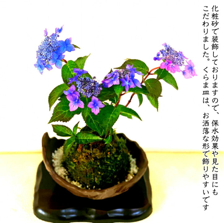 楽天市場 盆栽 あじさい 紫陽花 七変化苔玉 即日出荷 盆栽村ブランド あじさい盆栽 ミニ盆栽 苔玉盆栽 癒し系部屋に飾るあじさい 希少種 極美 あじさい苔玉 くらま皿 盆栽 盆栽ミニ 盆栽 母の日 父の日 ギフト 花心盆栽 楽天市場店