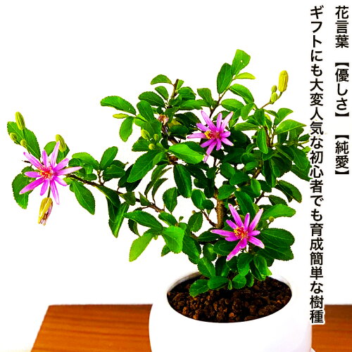 楽天市場 敬老の日 ギフト 睡蓮木 開花時期 5月頃から9月頃まで盆栽 ミニ 睡蓮木 スイレンボク 室内 初心者 趣味 おしゃれ 盆栽 ギフト 内祝い 母の日 父の日 バレンタイン ホワイトデー 誕生日 プレゼント フラワーギフト 還暦祝い 開店祝い 喜寿 退職祝い 花心盆栽