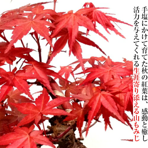 もみじ楽天1位受賞極美葉の山もみじ盆栽絶景紅葉シリーズ樹齢5年曲付け山もみじミニ盆栽Wプレゼント特典絶景山もみじ盆栽自宅に飾る紅葉盆栽もみじ山もみじミニ盆栽【もみじ盆栽ミニ室内盆栽紅葉盆栽紅葉盆栽盆栽】