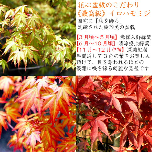 盆栽もみじ楽天1位いろはもみじ樹林盆景山もみじ盆栽寄せ植えWプレゼント特典【盆栽盆栽ミニ盆栽ミニ部屋に飾る盆栽和インテリア植物もみじモダン盆栽盆栽ギフト】