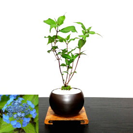 楽天市場 紫陽花 盆栽の通販