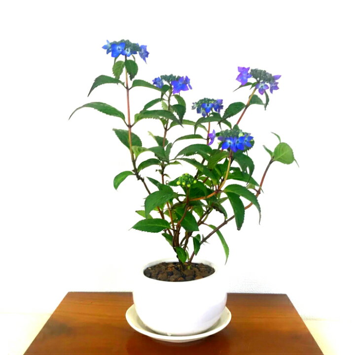 楽天市場 母の日 盆栽 あじさい 七変化 極美花アジサイ 即日出荷 盆栽 ミニ盆栽 癒し系部屋に飾る紫陽花 希少種 極美 あじさい くらま皿 盆栽 盆栽ミニ 盆栽 母の日 父の日 ギフト プレゼント令和 花心盆栽 楽天市場店