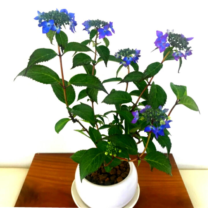 楽天市場 母の日 盆栽 あじさい 七変化 極美花アジサイ 即日出荷 盆栽 ミニ盆栽 癒し系部屋に飾る紫陽花 希少種 極美 あじさい くらま皿 盆栽 盆栽ミニ 盆栽 母の日 父の日 ギフト プレゼント令和 花心盆栽 楽天市場店