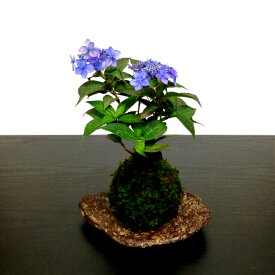 楽天市場 アジサイ 希少 盆栽 花 観葉植物 花 ガーデン Diyの通販 楽天市場 アジサイ 希少 盆栽 花 観葉植物 花 ガーデン Diyの通販