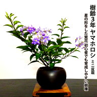父の日 盆栽 ヤマホロシ Sランク 5月から開花 贅沢な花芽 星型の花 スターフラワー 鉢植え 花 ギフト お…
