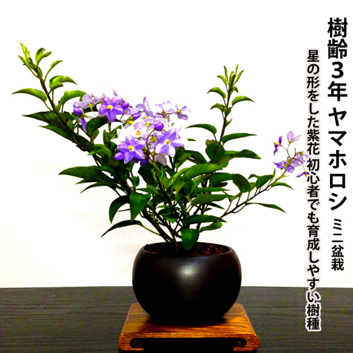 楽天市場 盆栽 ミニ ヤマホロシ ミニ盆栽 Wプレゼント特典 盆栽ブランド清楚な和花 極美 ヤマホロシ ミニ盆栽 星型の花 スターフラワー 盆栽 盆栽 ミニ 部屋に飾る盆栽 吉祥盆栽 和インテリア盆栽 モダン盆栽 盆栽ギフト 花盆栽 花心盆栽 楽天市場店