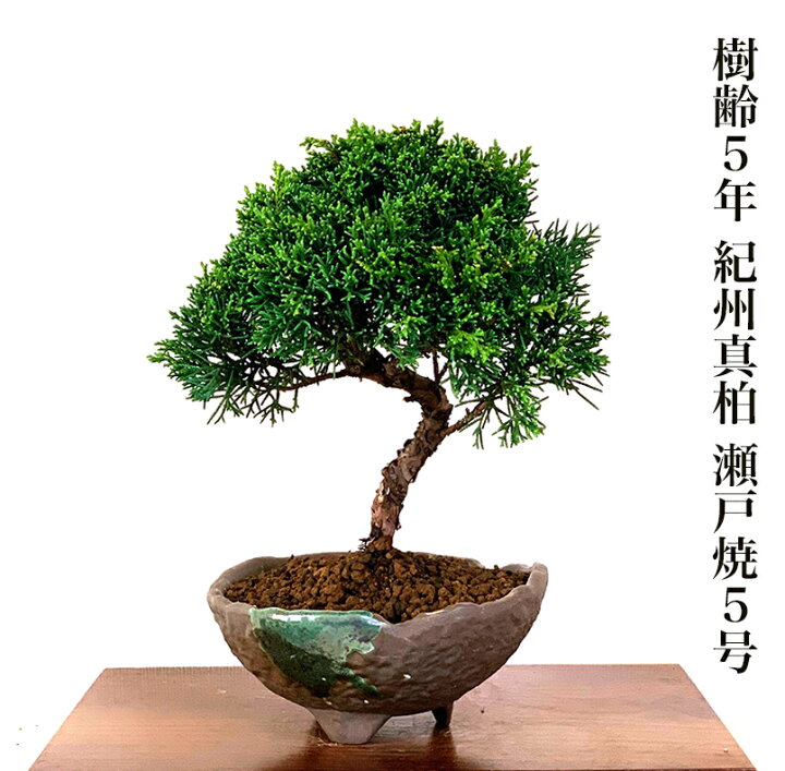楽天市場】盆栽 真柏 樹齢5年 特撰 曲付紀州真柏 素材 Wプレゼント特典 