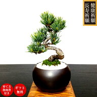 父の日 盆栽 松 五葉松 飾り映え 花言葉 商売繁盛 健康祈願ミニ盆栽 曲幹 高松五葉松 縁起物 ギフト 新し…