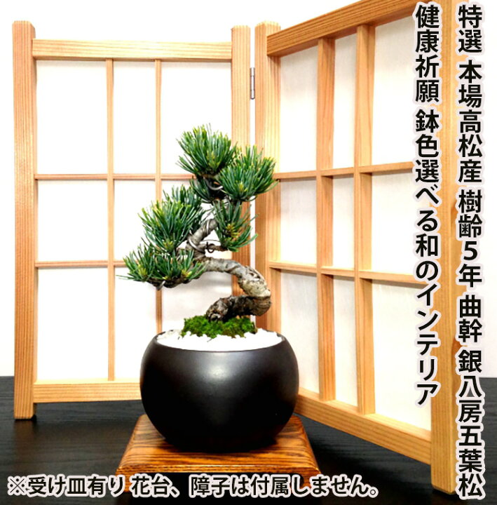 楽天市場】盆栽 松 五葉松 育てる楽しみ 飾り映えする松 ミニ盆栽 樹齢  